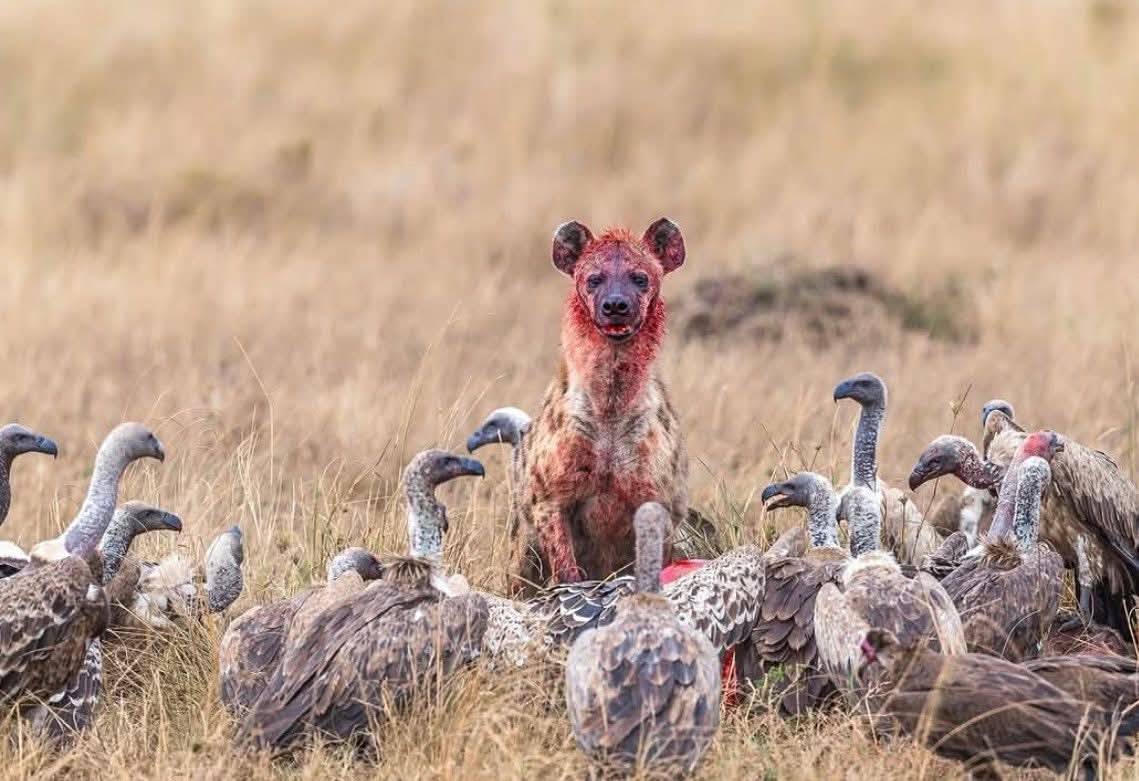 Image number 7 for Luxury Safari From Namanga Border