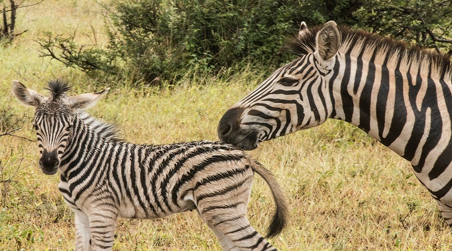 Image number 1 for 3 Days Tanzania Camping Safari 2026-2027