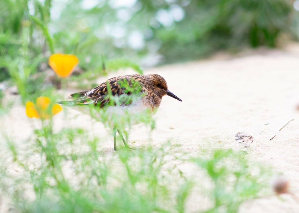 background image for - 2 Days Tanzania Private Safari