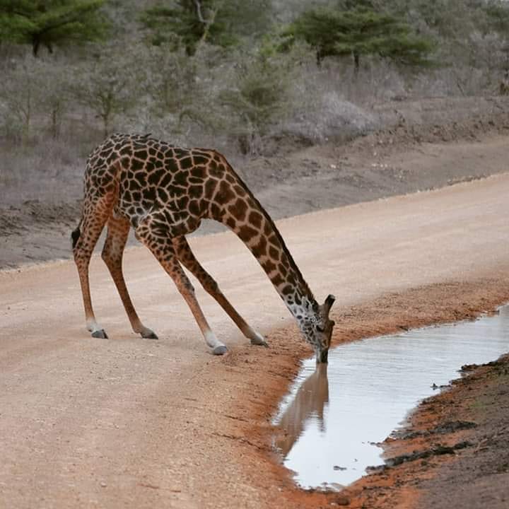 Image number 5 for 3 Day - Mikumi National Park And Maasai Cultural Experience
