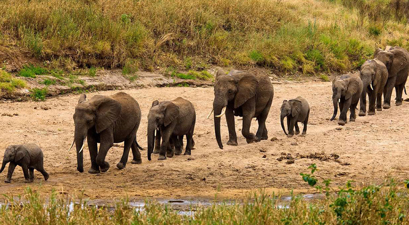 Image number 5 for  Serengeti Wildebeest Migration Safari Experience