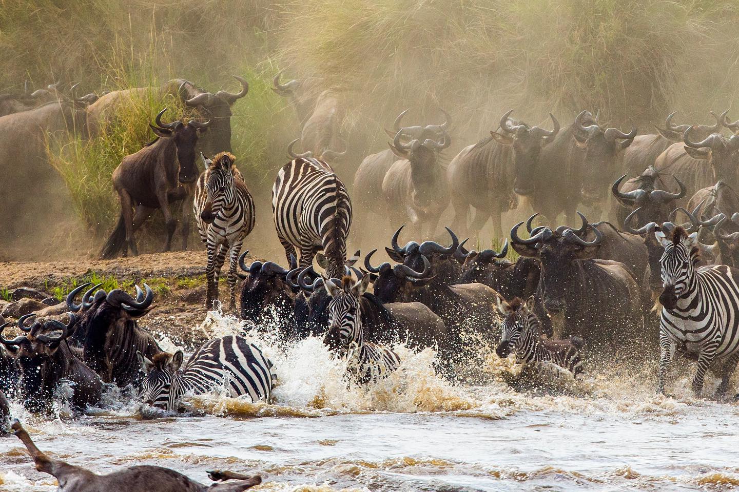 background image for - 7 Days Authentic Safari In Tanzania
