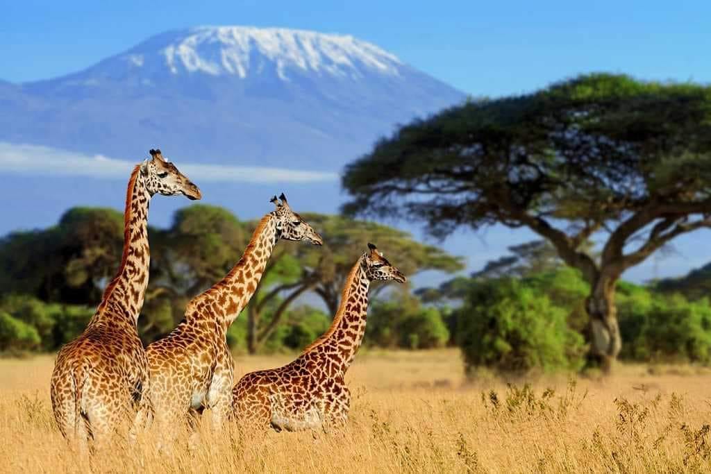 background image for - Discover Amboseli & Tsavo’s Wildlife  Safari