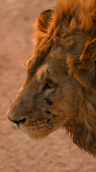 Image number 1 for 3-Days Luxury Tanzania Safari