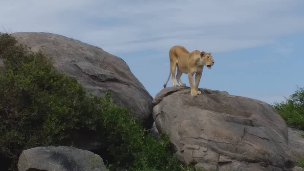 background image for - 5 Days Luxury Lodge Short Safari