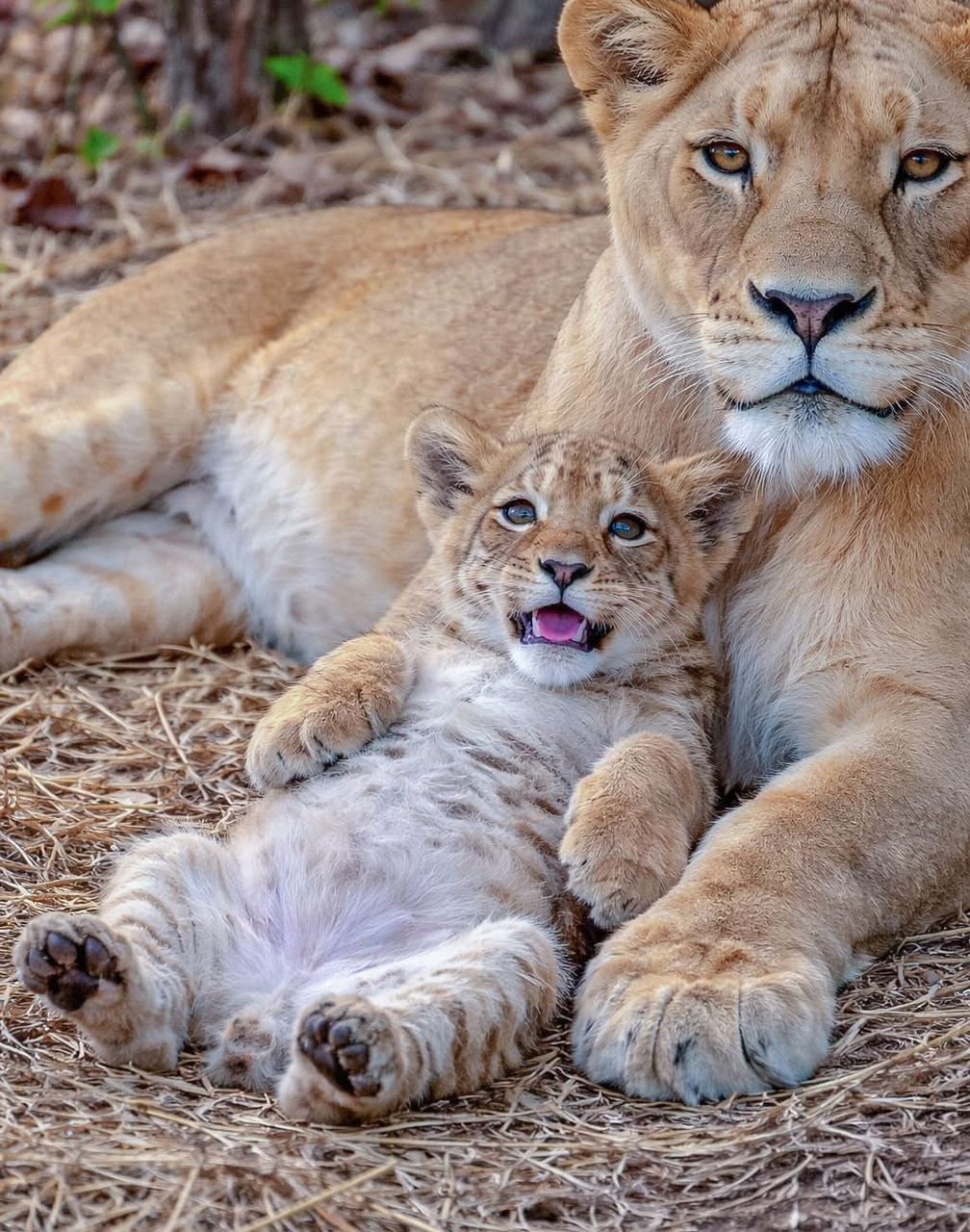 Image number 1 for Great Migration Ndutu Serengeti & Ngorongoro Trip