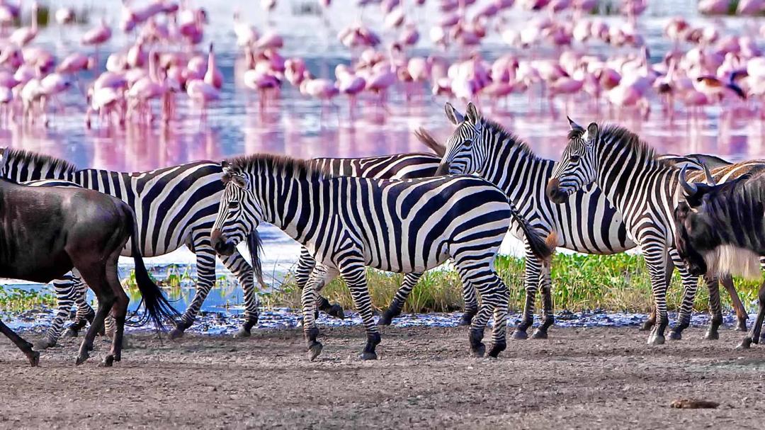 Image number 6 for Day Zanzibar Elite Fly-in Safar Tarangire & Ngorongoro