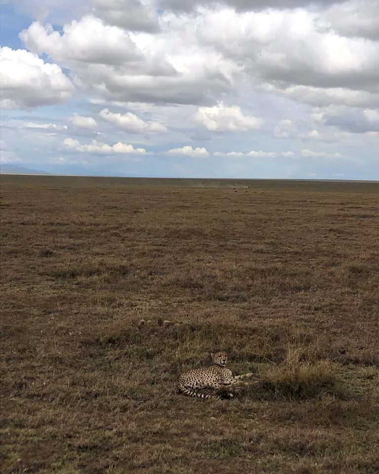 background image for -  Serengeti & Lake Manyara   