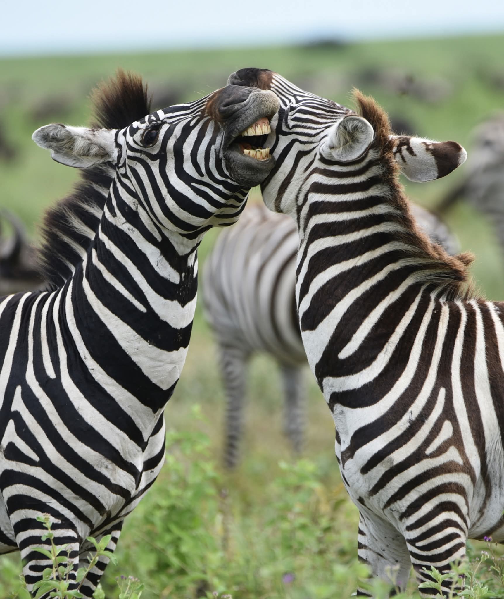 Image number 4 for Serengeti-ngorongoro Crater Budget Camp Joining