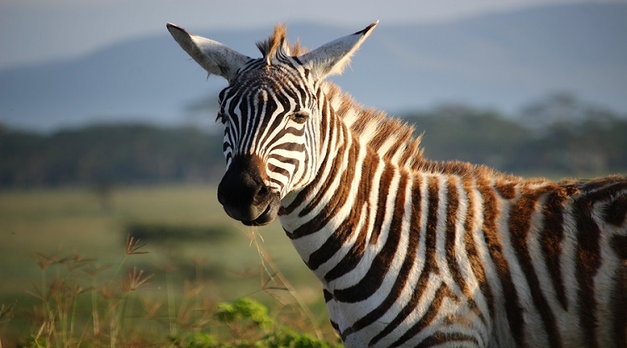 Image number 3 for Day Trip To Ngorongoro Crater 2026-2027
