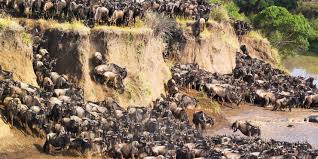 Image number 4 for Northern Tanzania Safari Experience