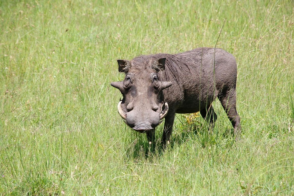 Image number 8 for  3 Days Masai Mara Big Five Safari