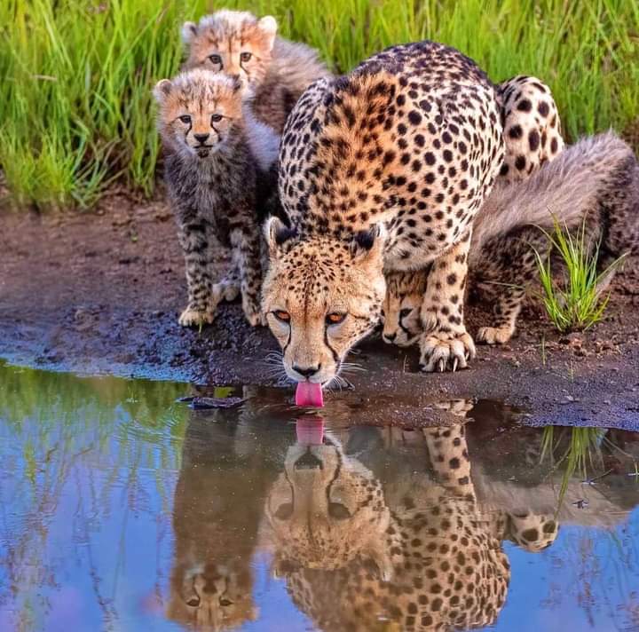 Image number 4 for 5-Day Luxury Kenya Safari For Couples – Tsavo West & Amboseli