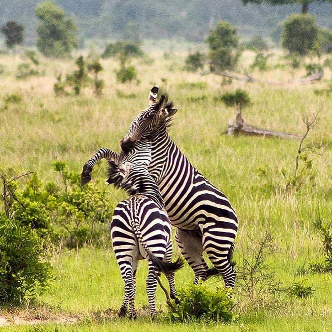 Image number 3 for Half Day Tour : Mikumi National Park From Dar-es-salaam By Sgr