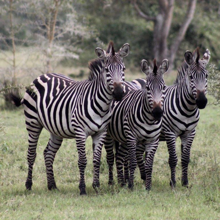 background image for - 3 Days Tanzania Sharing Safari