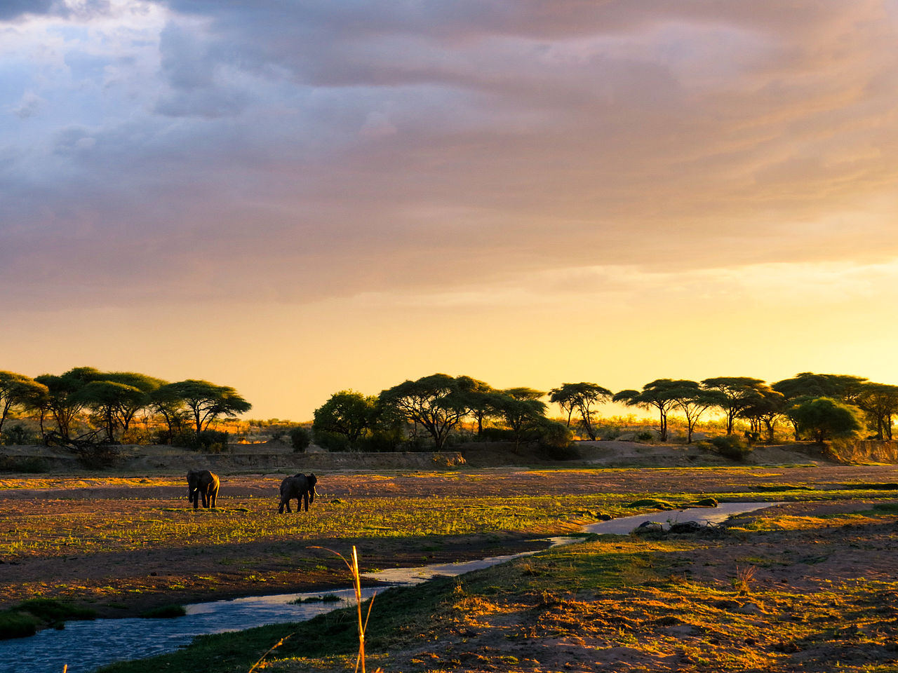 background image for - 3 Days 2 Nights Southern Tanzania Safari