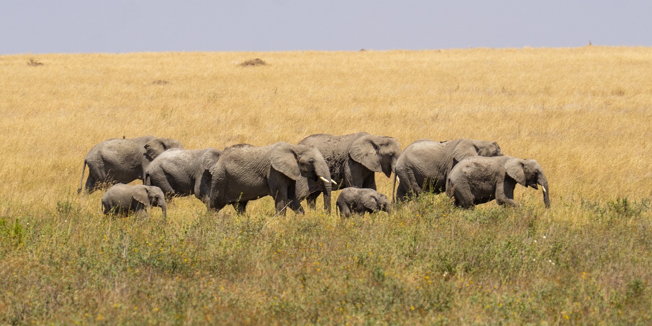 background image for - 1 Day Tanzania Private Safari 2025