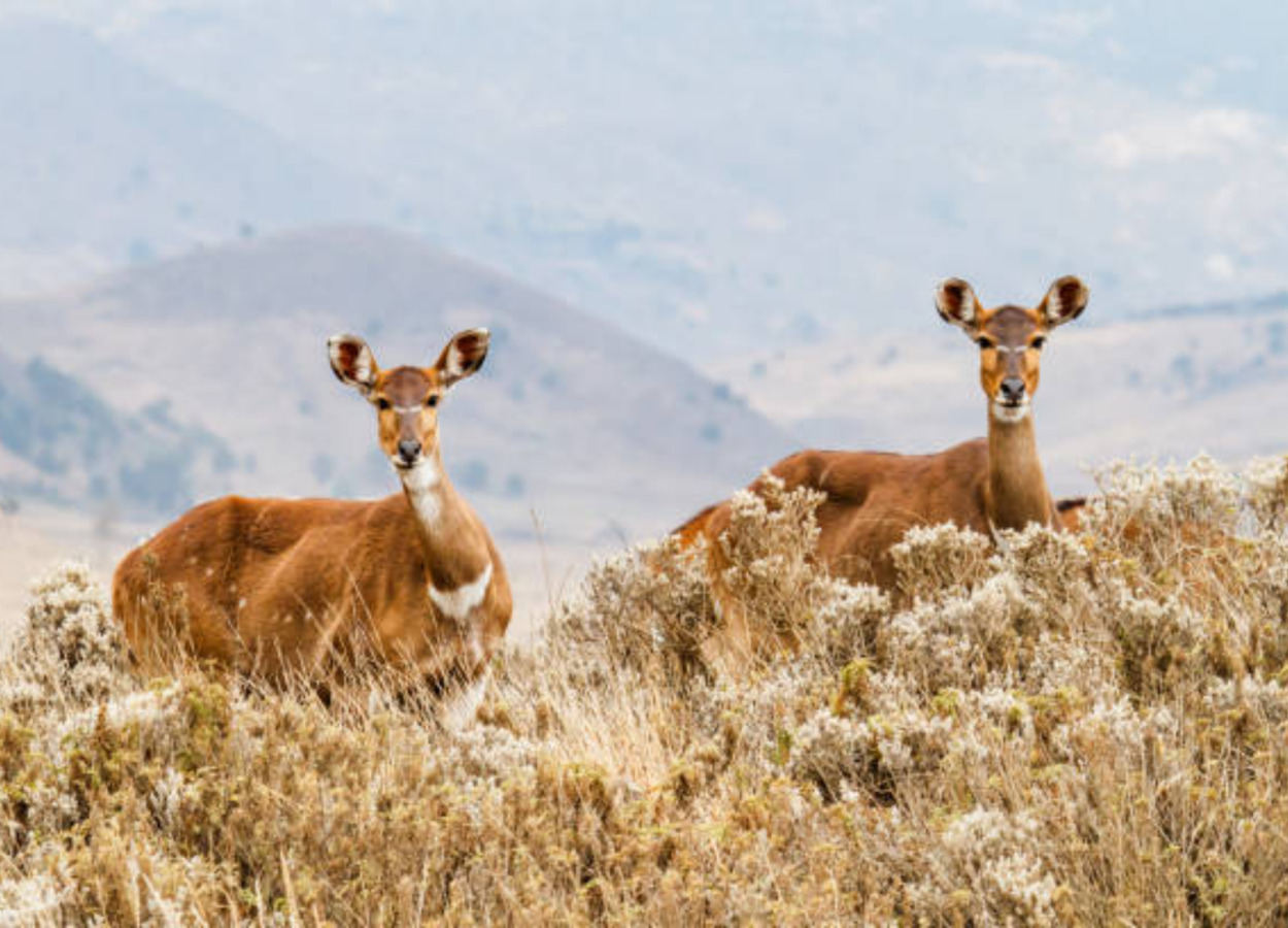 Image number 4 for 4 Days Bale Mountain  Safari Tour   
