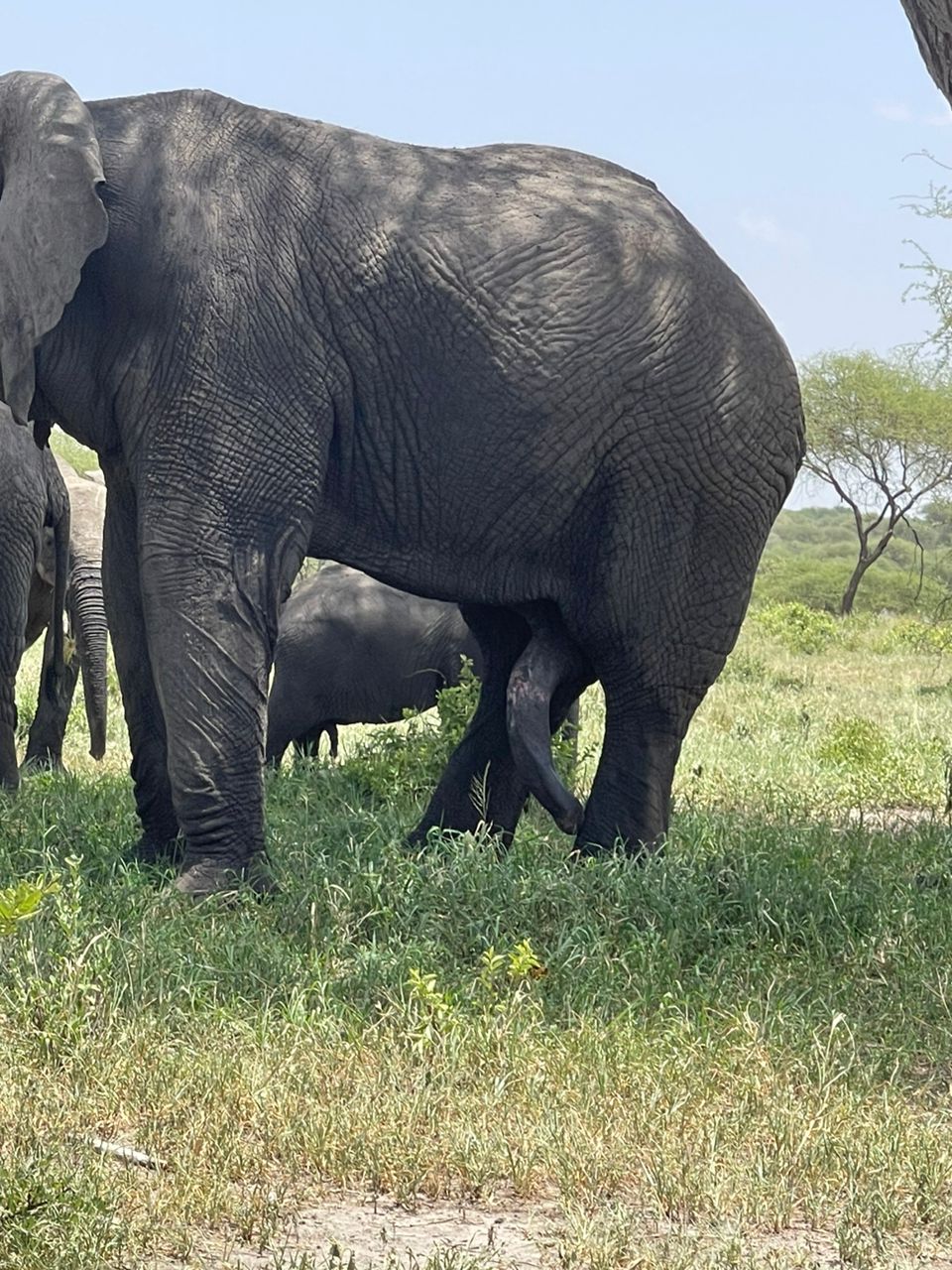 background image for - Honeymooner Safari And Zanzibar