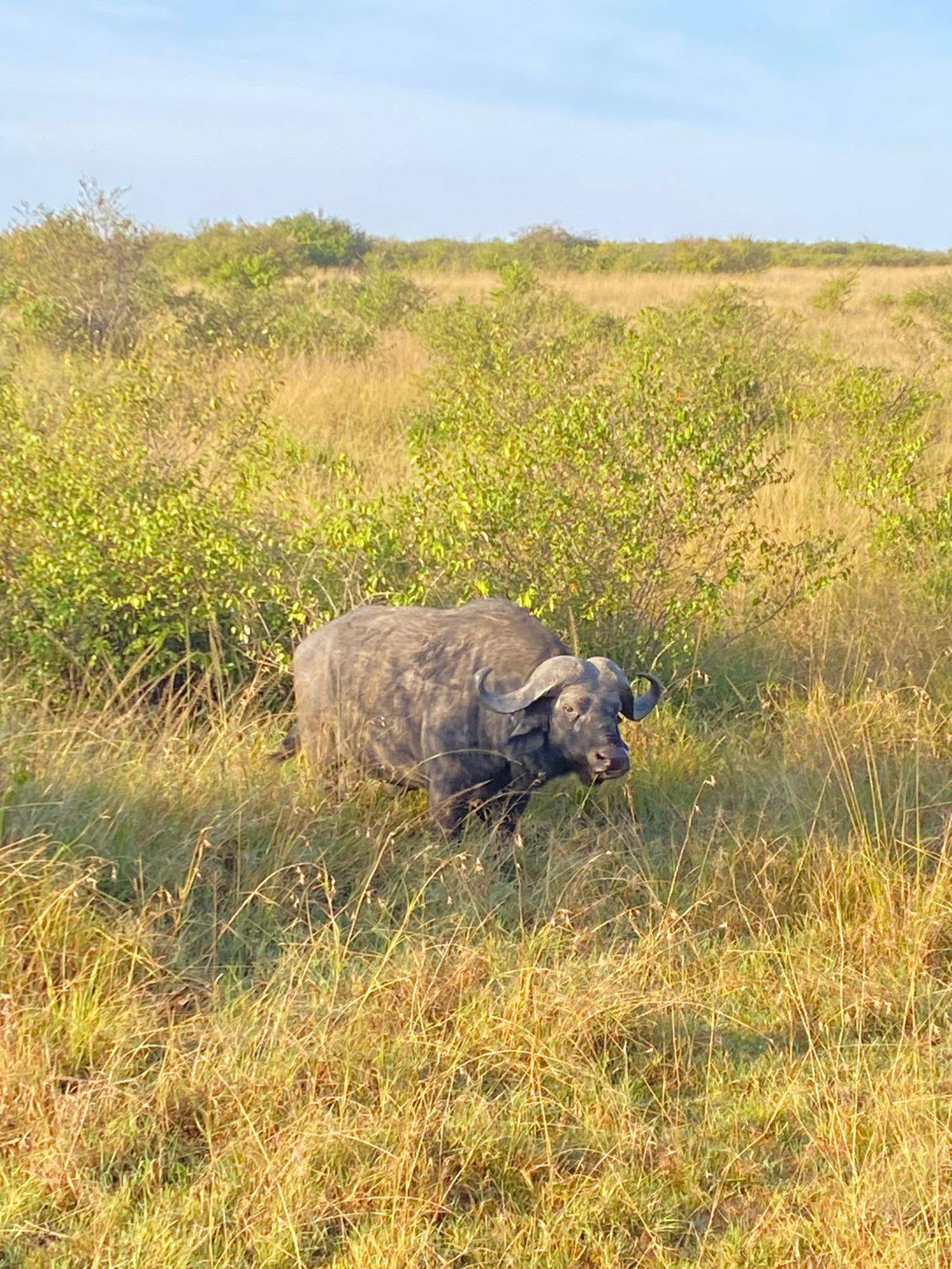 Image number 8 for 7-Day Masai Mara~nakuru~naivasha~amboseli