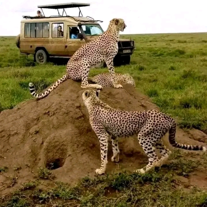 background image for - Full Day Serengeti Safari  From Mwanza Airport 