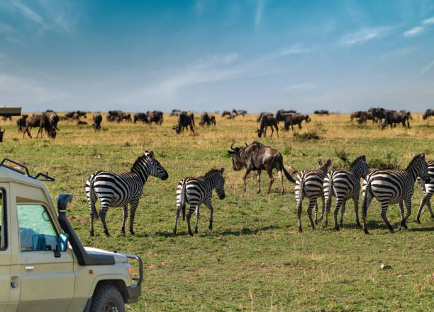 background image for - Best 3 Days Tanzania Safari From Moshi