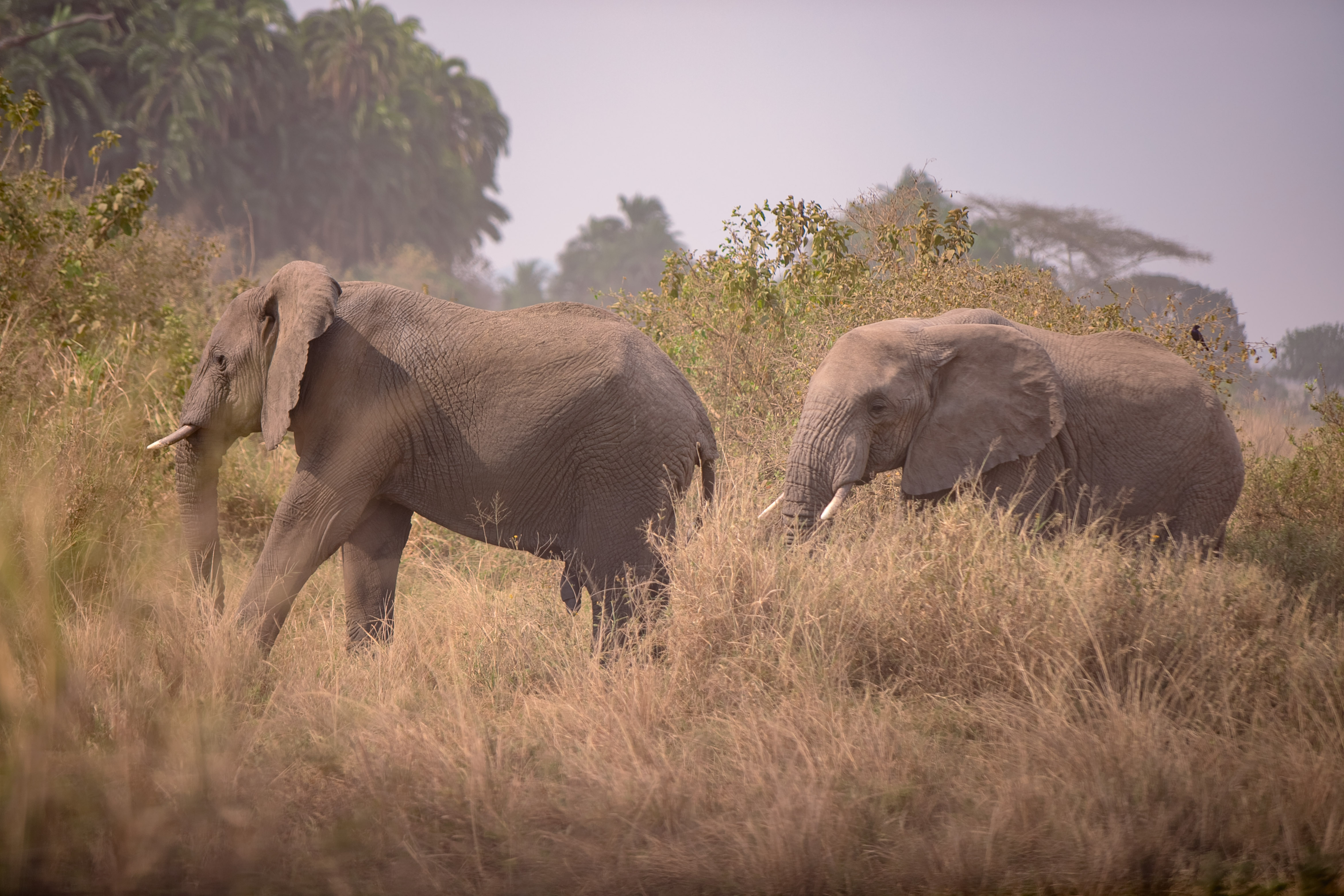 Image number 3 for 3 Days Tanzania Private Safari Tour Package 2026