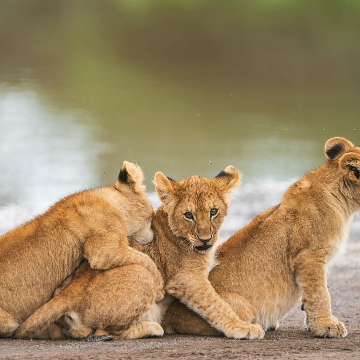 background image for - 9days Tanzania Safari 