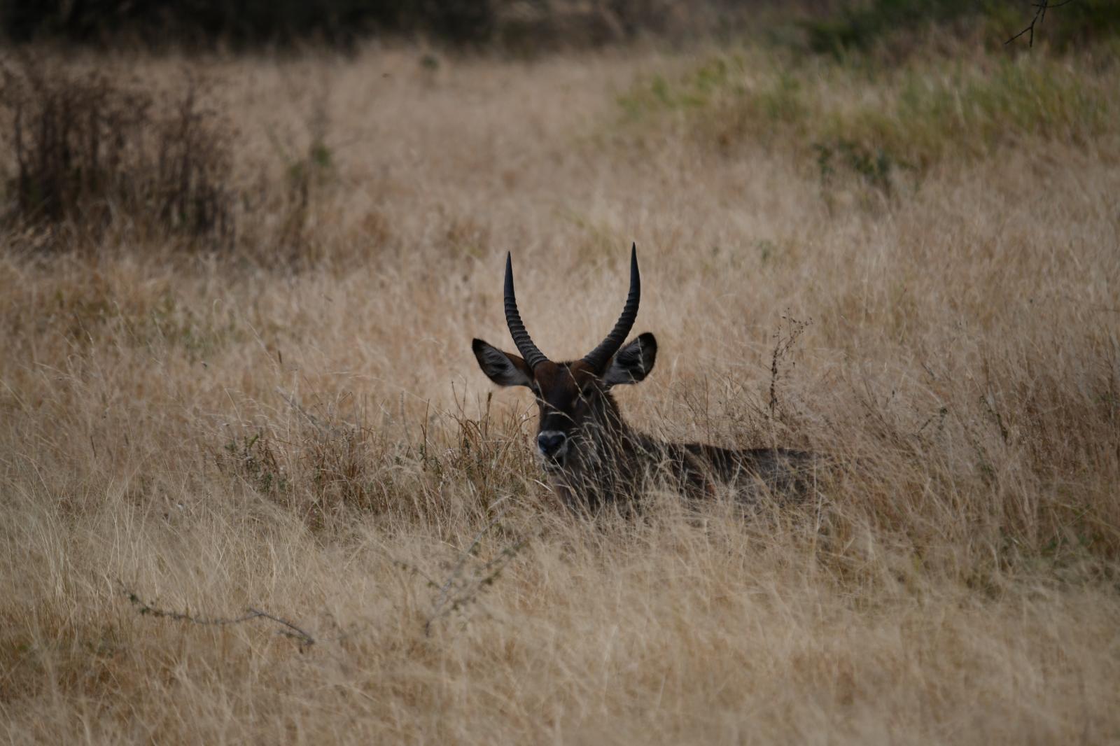 Image number 3 for Tarangire/ Ngorongoro Crater / Manyara