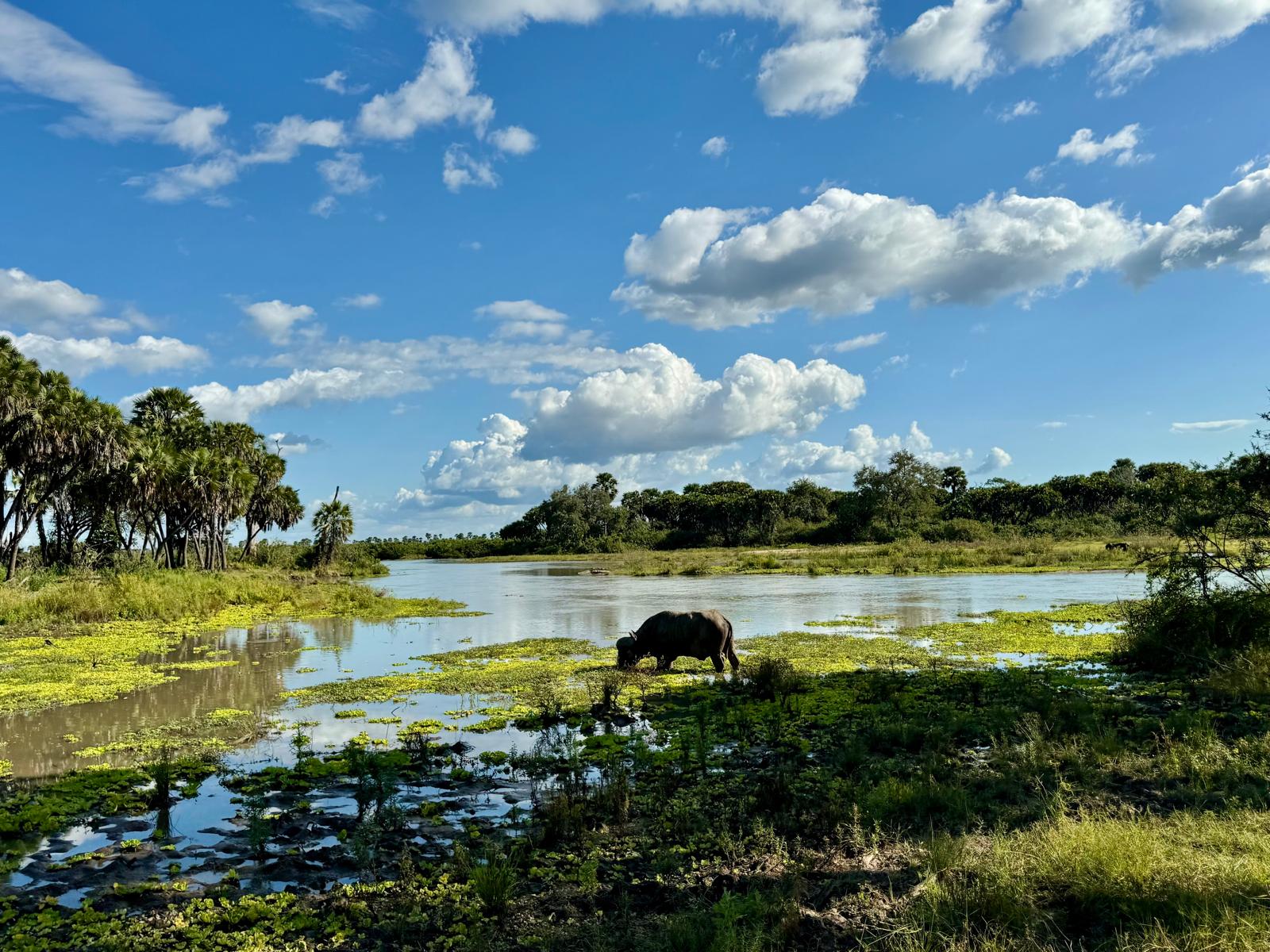 background image for - Selous Safari From Zanzibar 