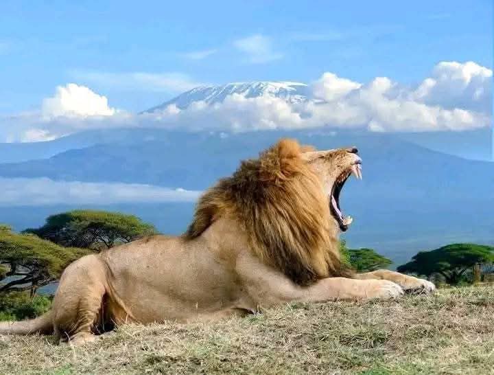 Image number 2 for Great Migration Luxury Safari In Tanzania