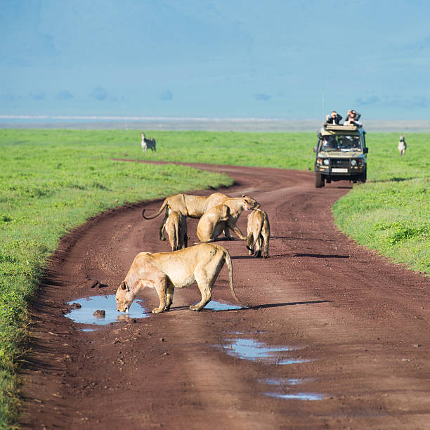 background image for - 7 Days Ultimate Northern Tanzania Wildlife Safari.
