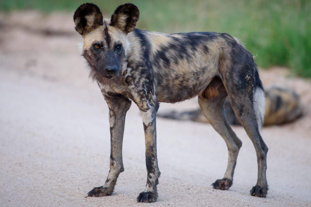 Image number 14 for Day Trip : Ruaha National Park From Iringa