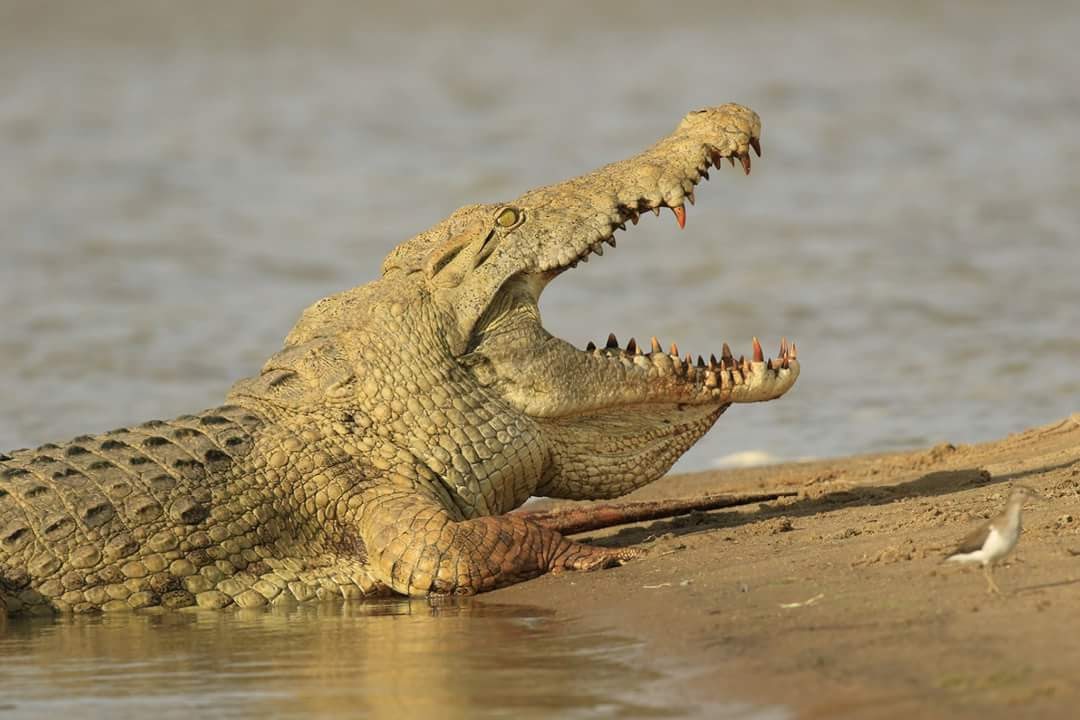 Image number 10 for Day Trip : Ruaha National Park From Iringa