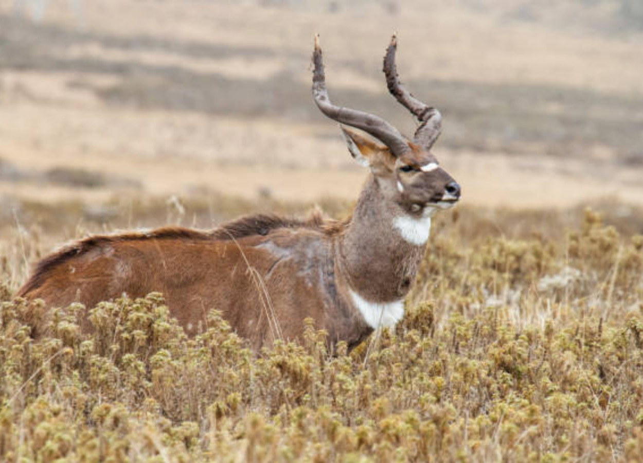 Image number 3 for 4 Days Bale Mountain  Safari Tour   