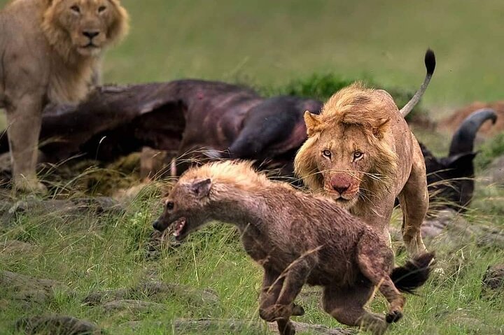 background image for - 2 Days Tanzania Budget Safari