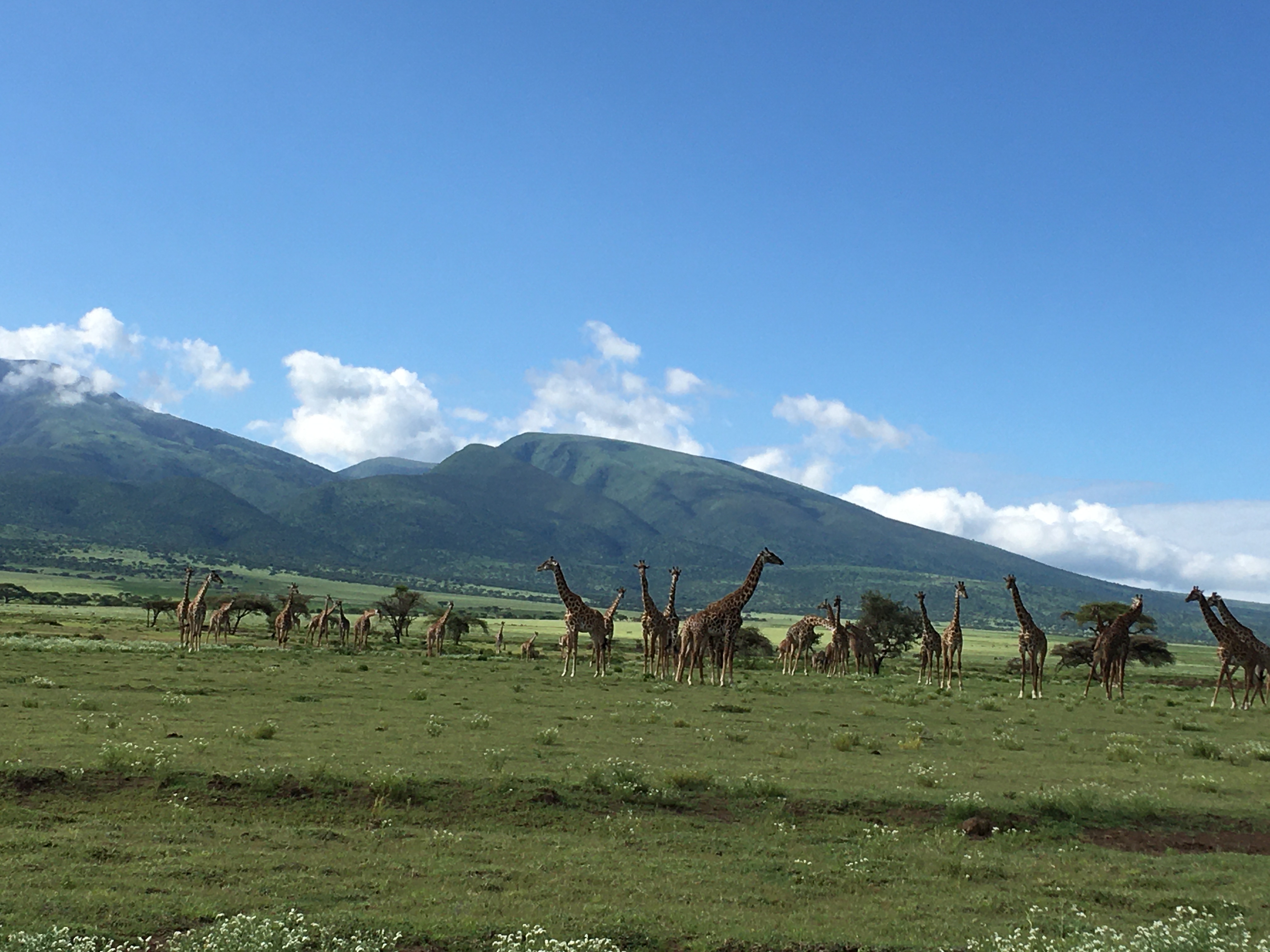 background image for - Pure Afro Safari