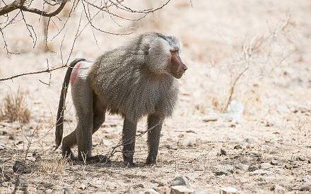 Image number 10 for 8 Days Lalibela, Chebera Churchura Safari Tour