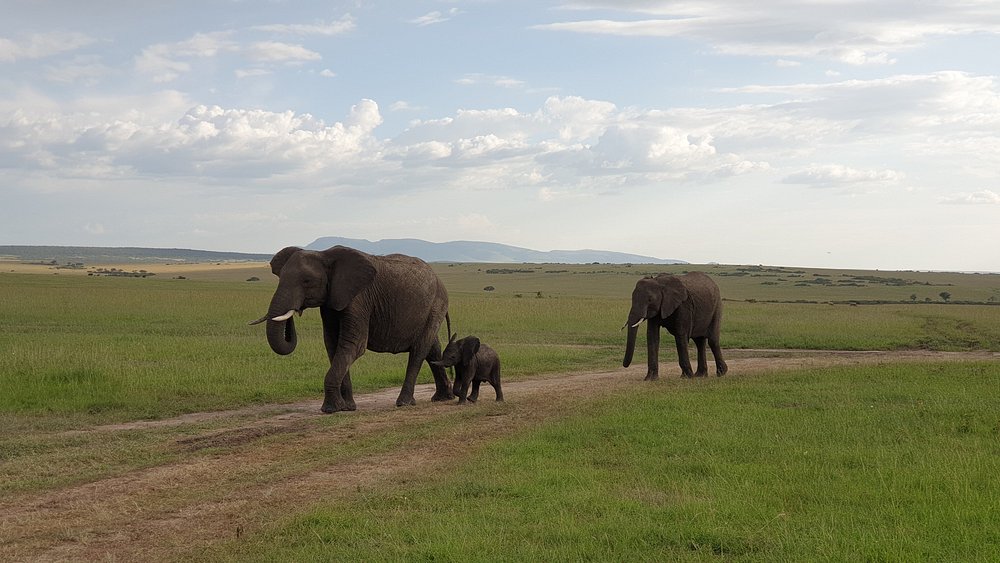 Image number 7 for  3 Days Masai Mara Big Five Safari