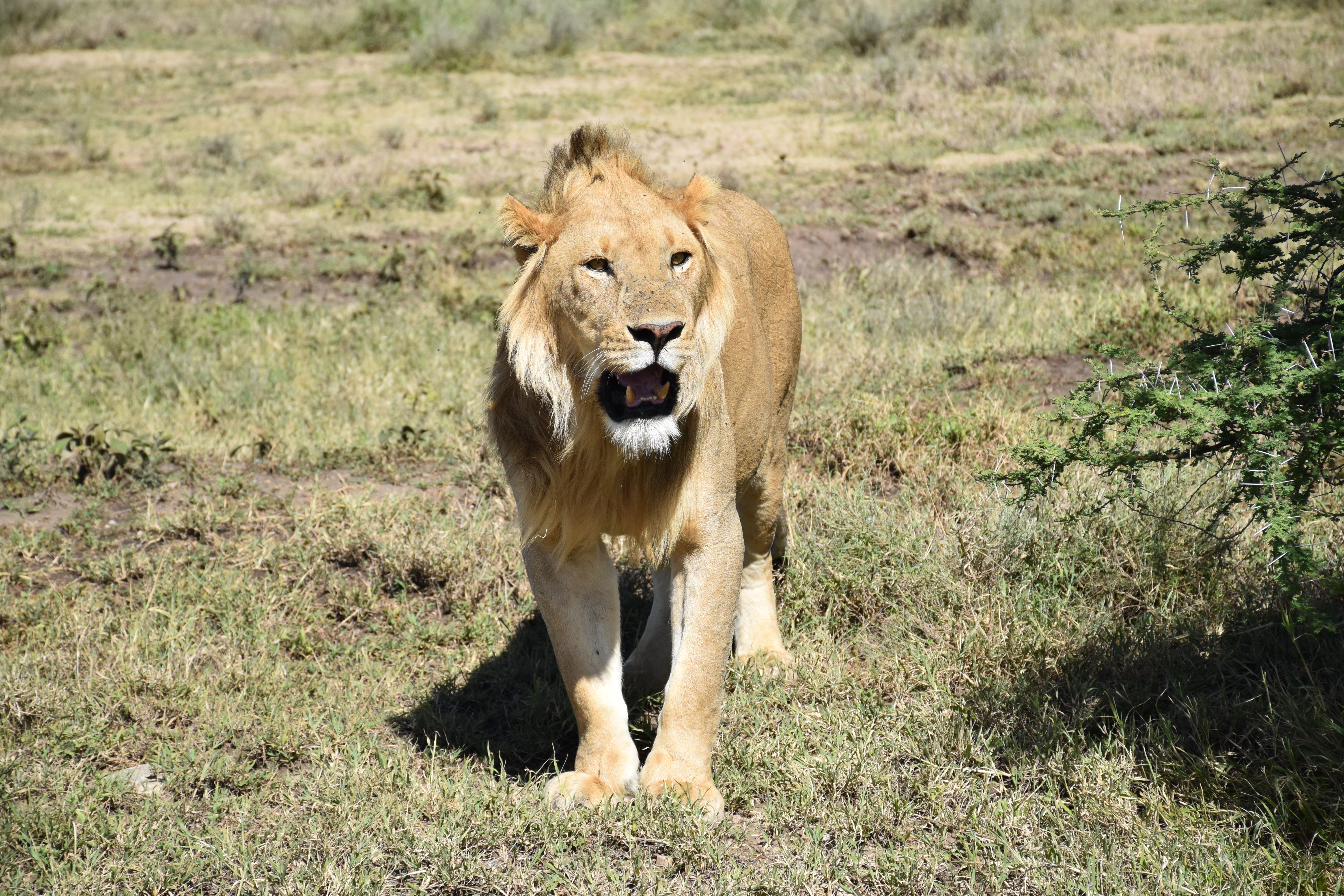 Image number 6 for Picturesque Trip to Tarangire