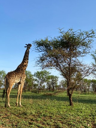 Image number 3 for The Best Of Serengeti, Ngorongoro And Tarangire