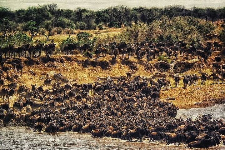 background image for - The Great Migration Tour At Mara River Crossing_safari