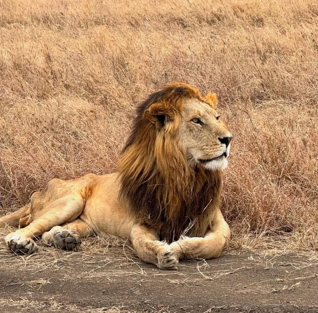 background image for - 5-Day Wonderful Great Migration At Mara River Crossing