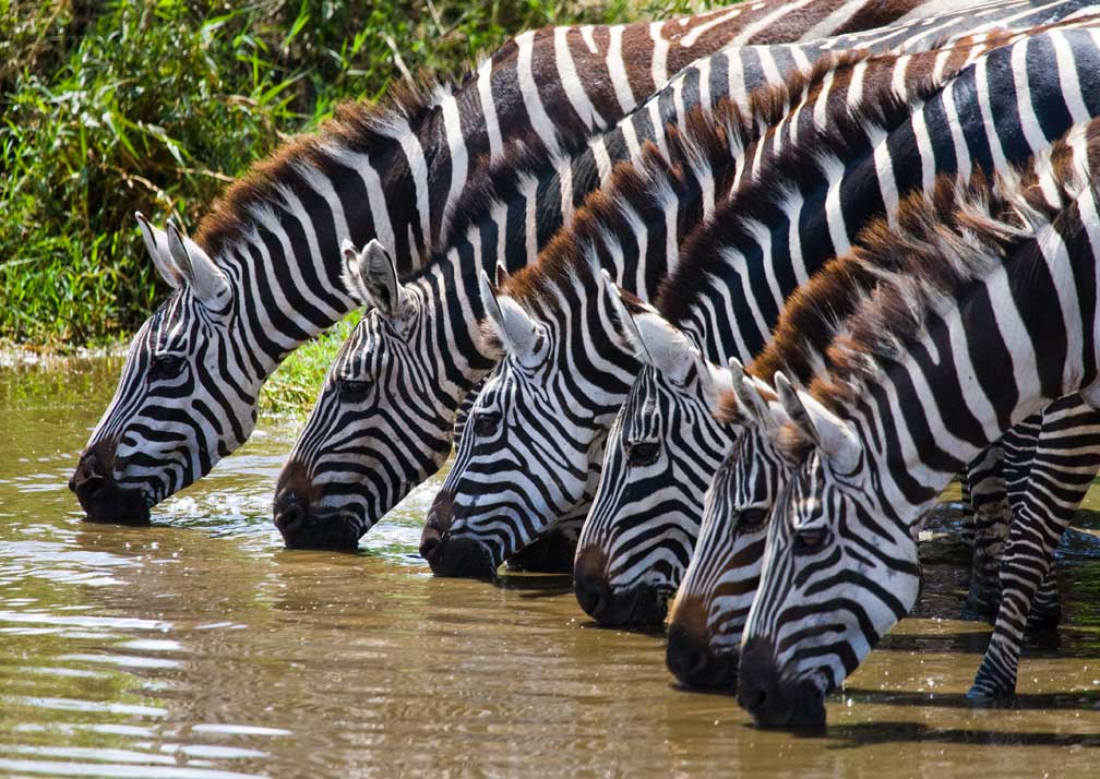 background image for - 6 Days Lodge Safari