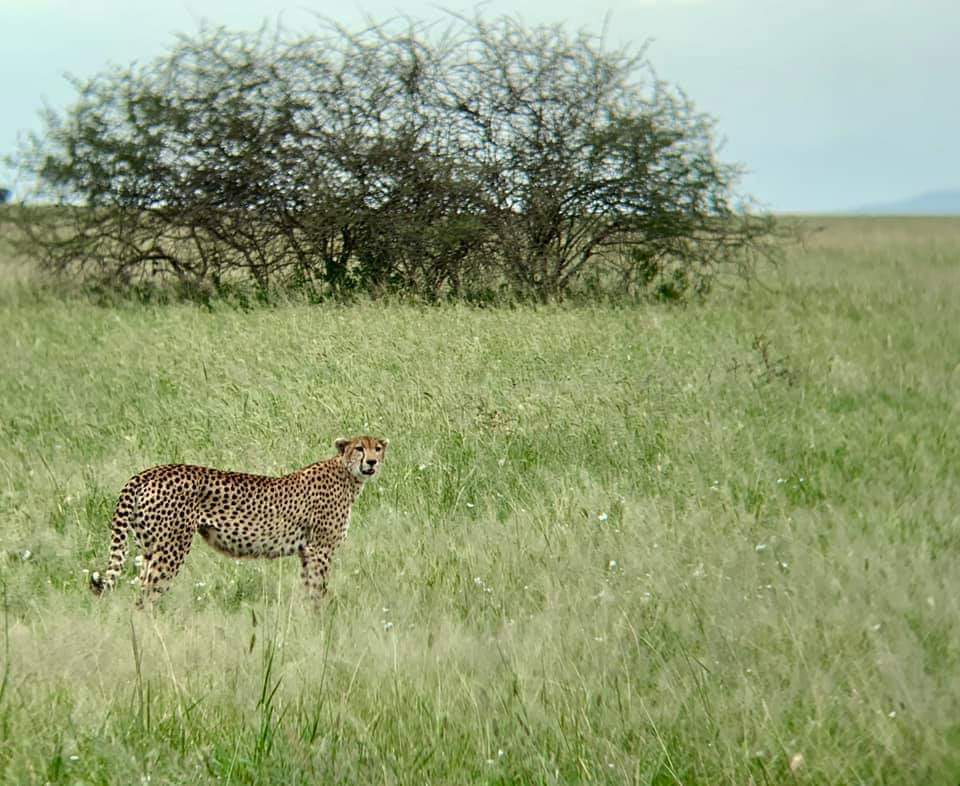 Image number 7 for 5-Day Safari Experience