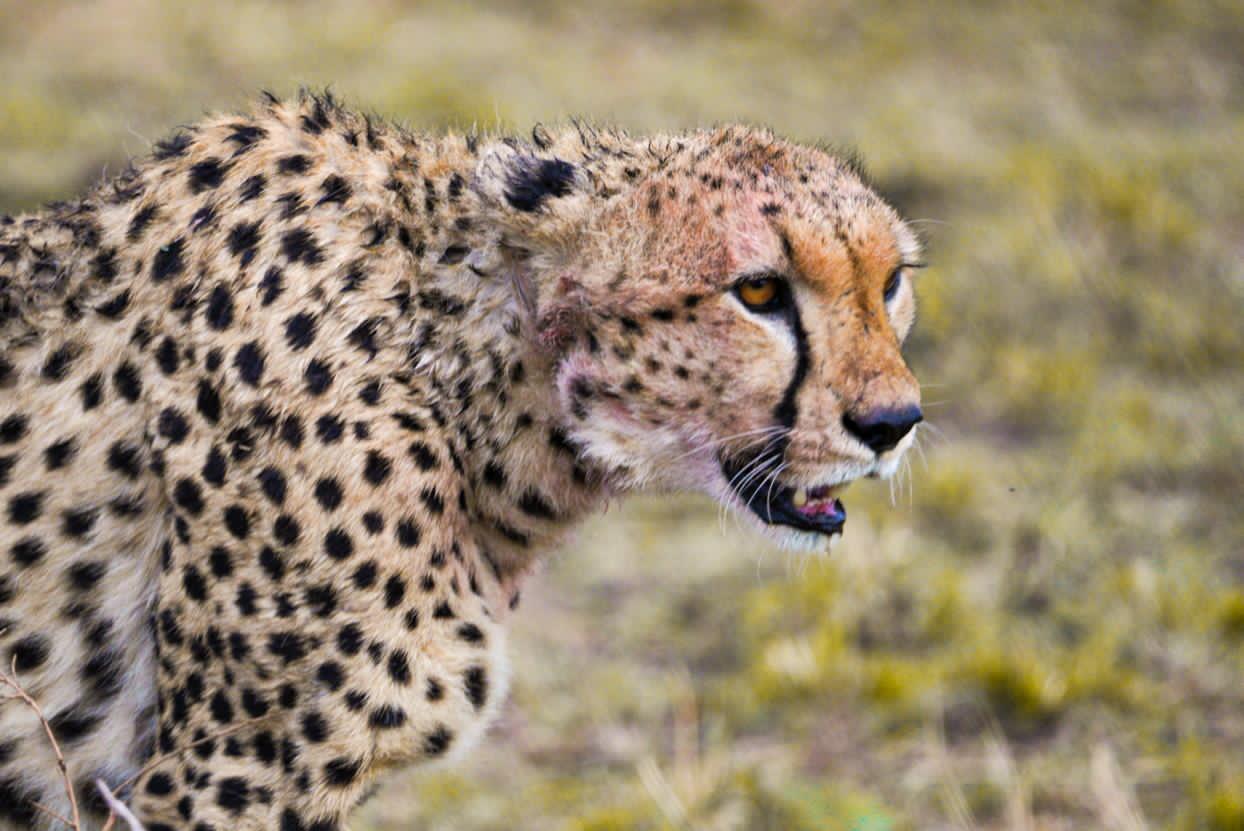 Image number 7 for  Serengeti budget Safari with big five