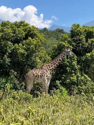 Image number 5 for Group Joining Lake Manyara & Ngorongoro