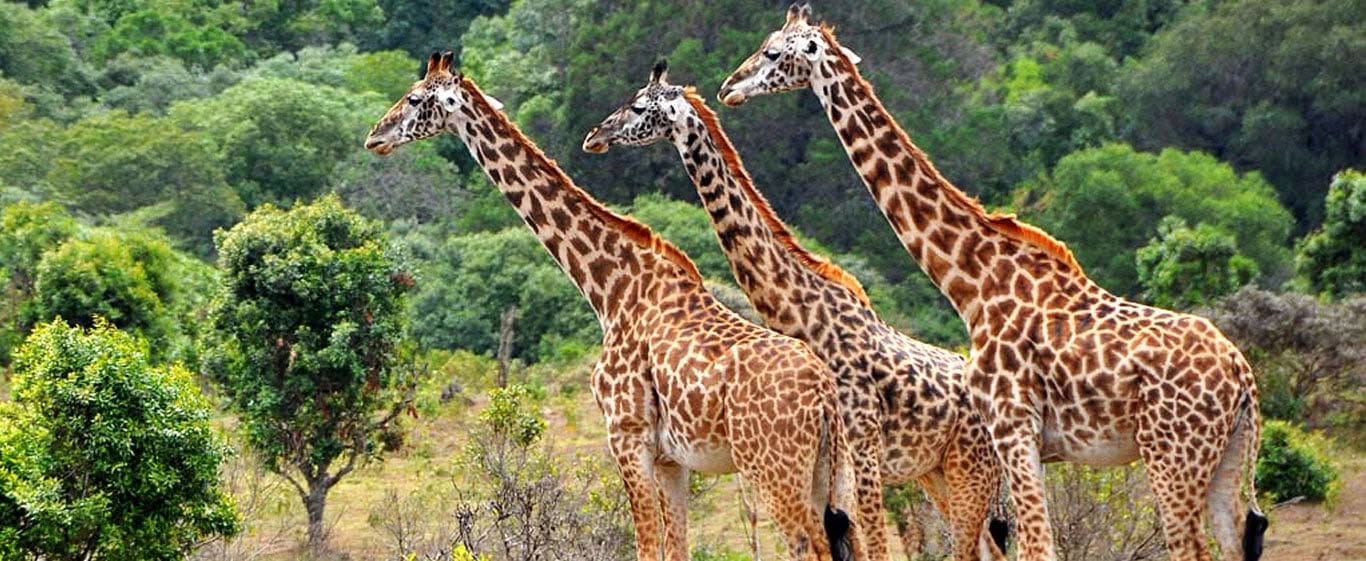 Image number 1 for Day Mikumi National Park Safari By Train From Dar Es Salaam