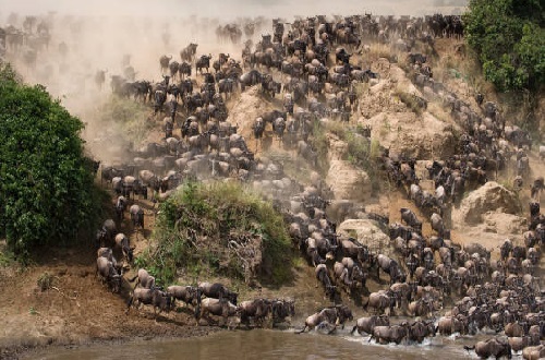 Image number 2 for 3 Days Luxury Tanzania Serengeti Migration Safari