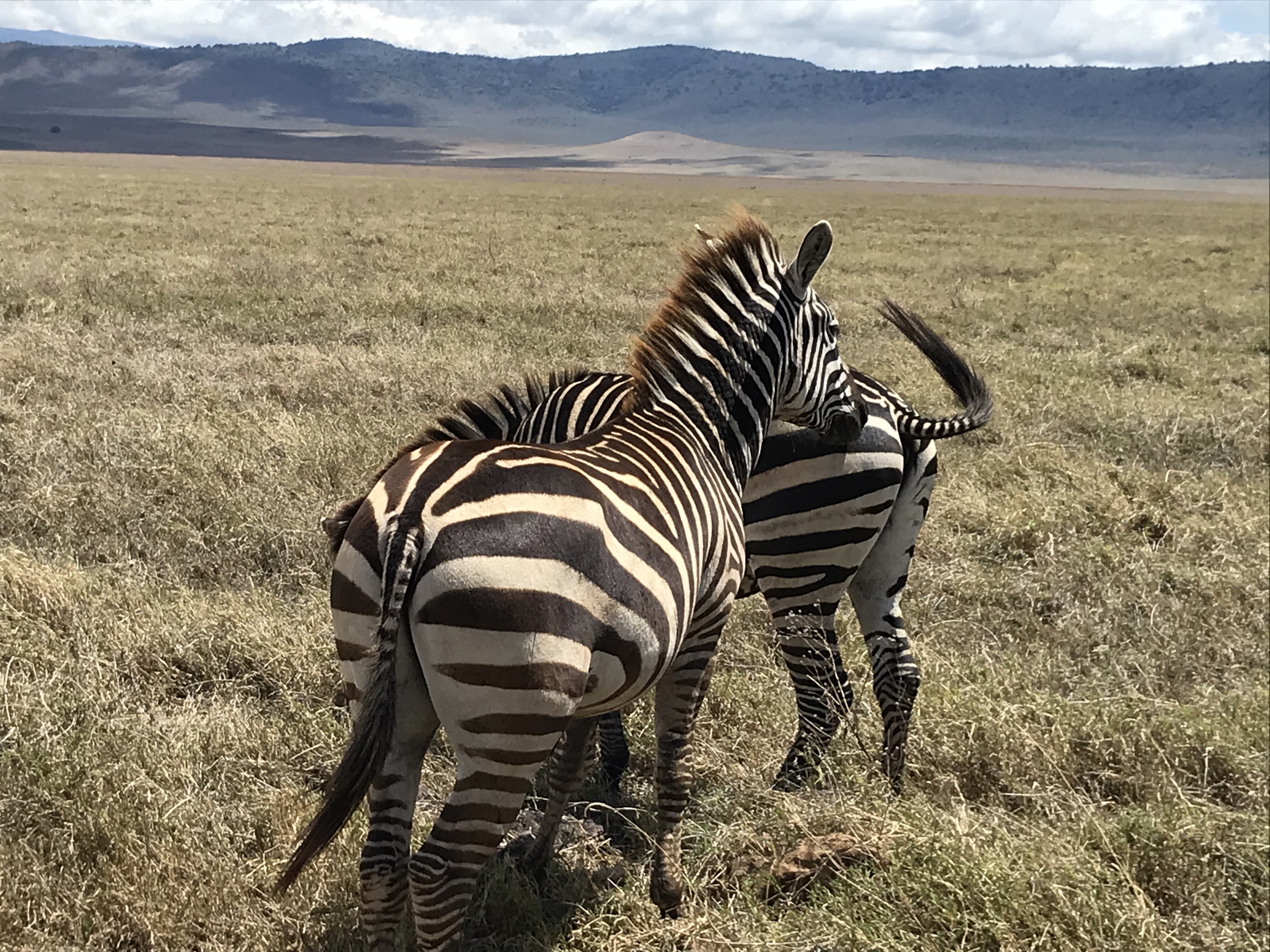 background image for - 2 Days Tanzania Joining Safari Tour Package 